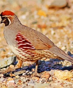 Gambel Quail paint by numbers