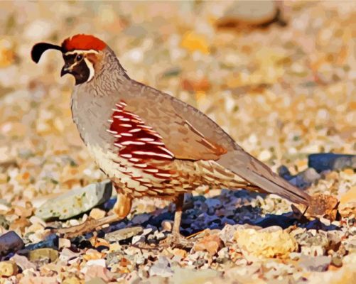 Gambel Quail paint by numbers