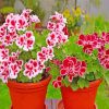 Geraniums Flowers In Pot paint by numbers