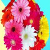 Colorful Gerberas Flowers paint by numbers