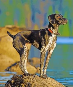 German Shorthaired Pointer Dog paint by numbers