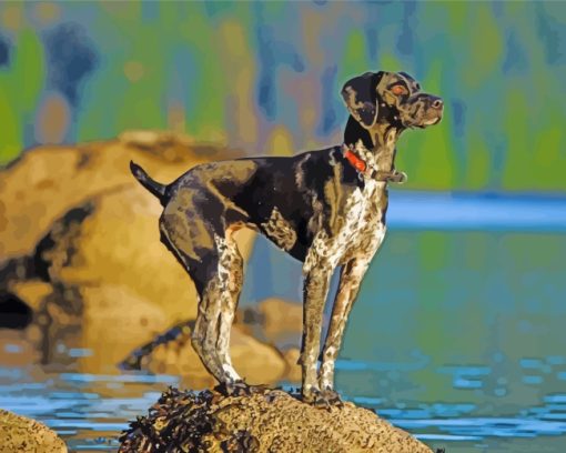 German Shorthaired Pointer Dog paint by numbers