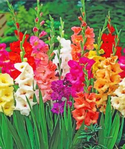 Beautiful Gladiolus Flowers paint by numbers