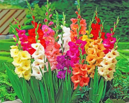 Beautiful Gladiolus Flowers paint by numbers