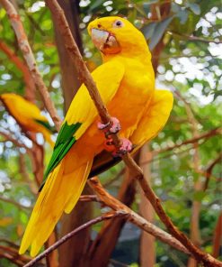 Golden Conure Bird paint by numbers