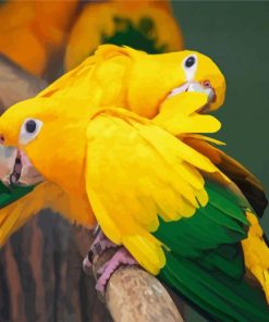 Aesthetics Golden Conures paint by numbers