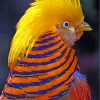 Golden Pheasant Head paint by numbers