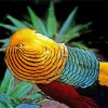 Colorful Golden Pheasant Bird paint by numbers