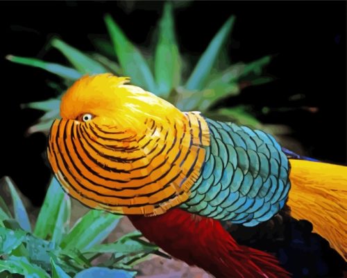 Colorful Golden Pheasant Bird paint by numbers