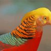 Aesthetic Golden Pheasant paint by numbers