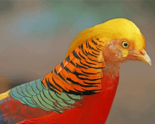 Aesthetic Golden Pheasant paint by numbers