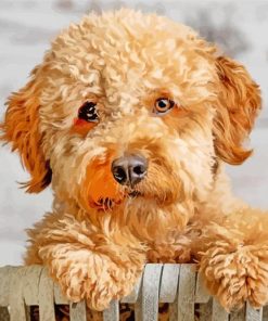 Goldendoodle Close Up paint by numbers