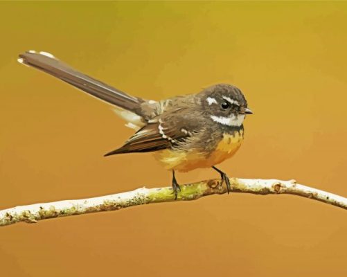 Grey Fantail Bird paint by numbers