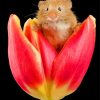 Hamster On Flower paint by numbers