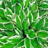 Hosta Leaves paint by numbers