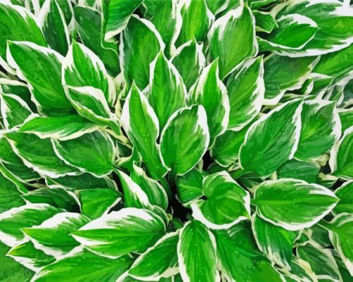 Hosta Leaves paint by numbers