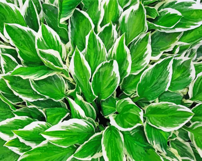 Hosta Leaves paint by numbers