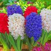 Hyacinth Flowers Plants paint by numbers