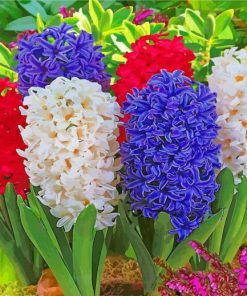 Hyacinth Flowers Plants paint by numbers