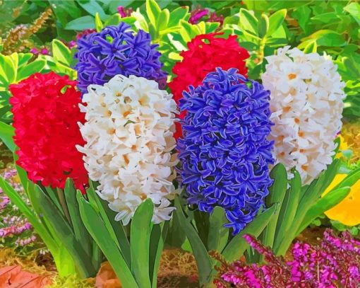 Hyacinth Flowers Plants paint by numbers