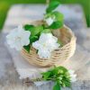 Jasmine Flowers Basket paint by numbers