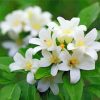 Jasmine Flowering Plant paint by numbers