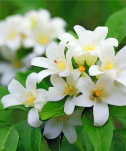 Jasmine Flowering Plant paint by numbers