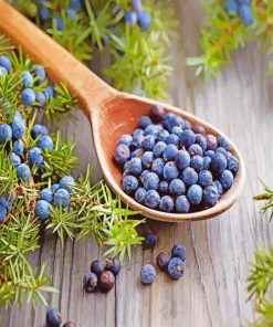 Juniper Berries paint by nu