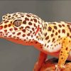 Leopard Gecko Reptile paint by numbers