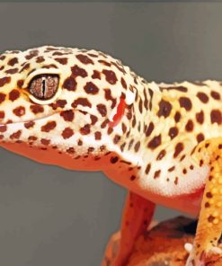 Leopard Gecko Reptile paint by numbers