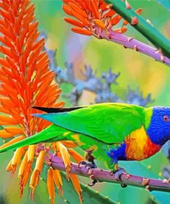 Adorable Lorikeet Bird paint by numbers