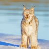 Lynx Cat In Snow paint by numbers