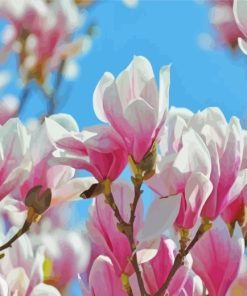 Magnolia Flowers Plants paint by numbers