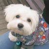 Maltese Dog With Clothes paint by numbers