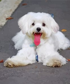 Cute Maltese Dog paint by numbers