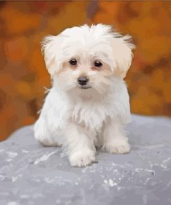 Maltese Puppy paint by numbers