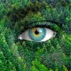 Nature Green Eye paint by numbers