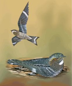 Nighthawk Birds paint by numbers