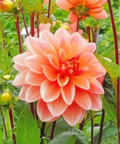 Orange Flower Dahlia paint by numbers