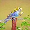 Pale Headed Rosella Bird paint by numbers