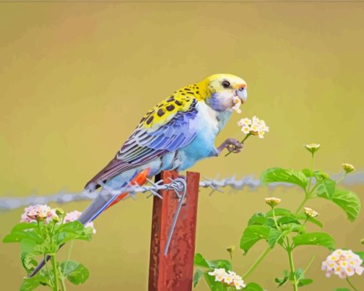 Pale Headed Rosella Bird paint by numbers