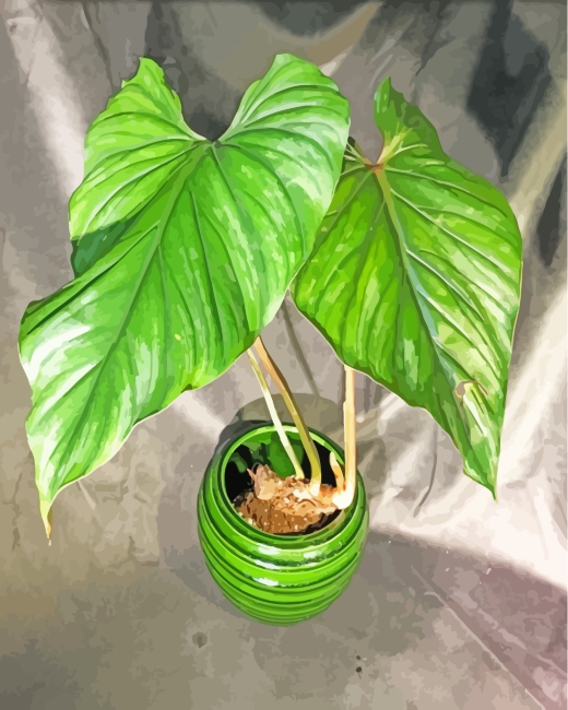 Philodendron Plant paint by numbers