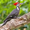 Pileated woodpecker On Branch paint by numbers