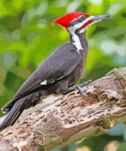 Pileated woodpecker On Branch paint by numbers