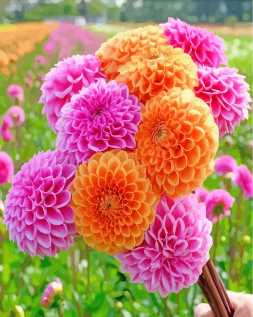 Pink And Orange Dahlia paint by numbers