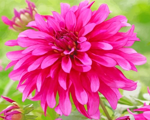 Pink Fuchsia Dahlia paint by numbers