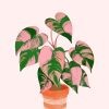 Pink Green Philodendron Plant paint by numbers