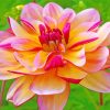 Pink Yellow Dahlia paint by numbers