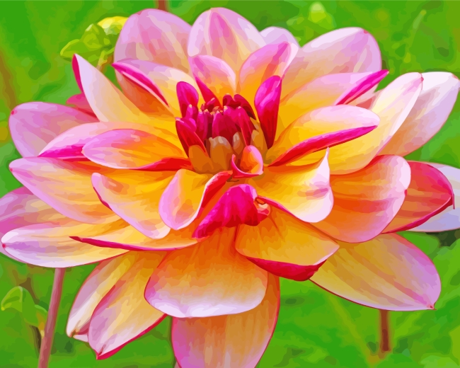 Pink Yellow Dahlia paint by numbers