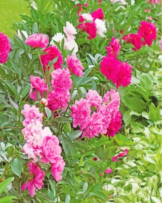 Pink Peonies Plants paint by numbers